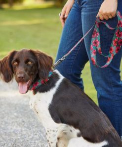 Modishnook.shopa248b2e6f9 2